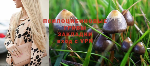 шишки Арсеньев